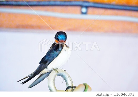 金具に止まって羽づくろいする一羽のツバメ 116046373