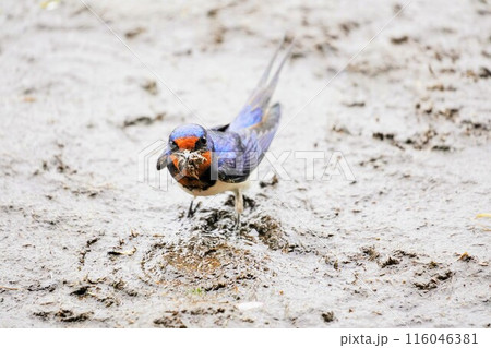 屋外で雨上がりに巣作りのために泥を咥えてこちらを見る一羽の可愛い燕 116046381