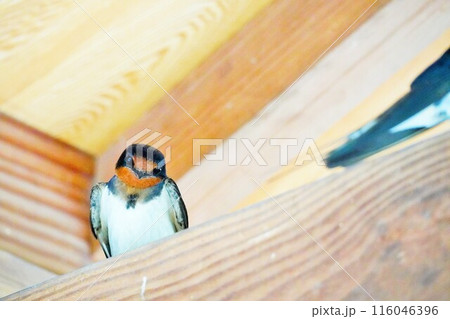 梁に留まって首をかしげる可愛い一匹のツバメ 116046396