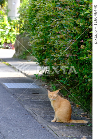 田舎の道端に猫のいる風景 田舎の道端に猫のいる風景 116046440