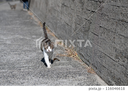 歩いてくる猫 キジトラ白 歩いてくる猫 キジトラ白 116046618