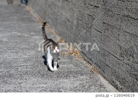 歩いてくる猫 キジトラ白 歩いてくる猫 キジトラ白 116046619