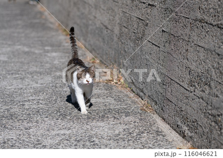 歩いてくる猫　キジトラ白 116046621