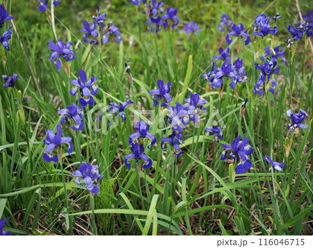 コアヤメのある風景 コアヤメのある風景 116046715