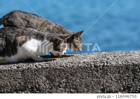 堤防でくつろぐ二匹の猫 堤防でくつろぐ二匹の猫 116046750