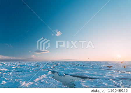 流氷押し寄せる流氷の海 116046926