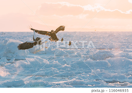 流氷の上を飛ぶオジロワシ 流氷の上を飛ぶオジロワシ 116046935