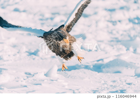 流氷の上を飛ぶオジロワシ 116046944