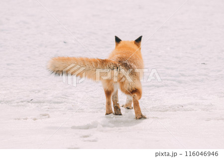 雪原を歩くキタキツネ 116046946