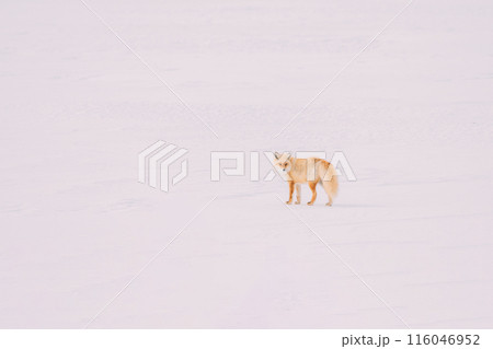 雪原を歩くキタキツネ 116046952