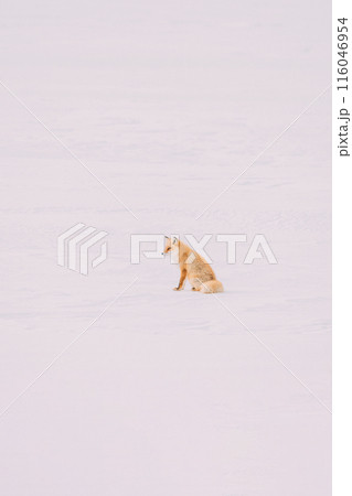 雪原を歩くキタキツネ 116046954