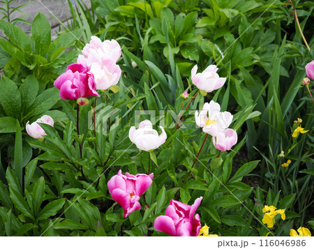 シャクヤクのある風景 116046986