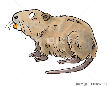 ヌートリア 116047054