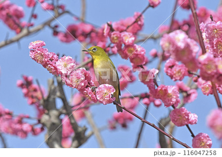 満開の紅梅にメジロさん ( 春イメージ )( ほのぼのイメージ ) 満開の紅梅にメジロさん ( 春イメージ )( ほのぼのイメージ ) 116047258