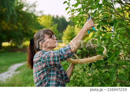 Woman with garden pruning shears cutting dry flowers lilac Woman with garden pruning shears cutting dry flowers lilac 116047259