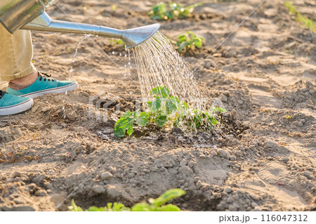 Close-up of watering can in hands watering young watermelon plants Close-up of watering can in hands watering young watermelon plants 116047312