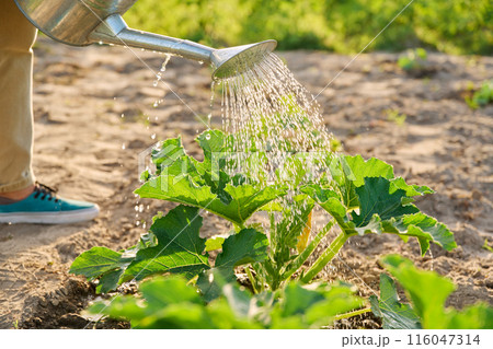 Close-up of watering can in hands watering young zucchini squash plants 116047314