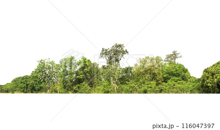 group green tree isolate on white background. Cutout tree line. Row of green trees and shrubs in summer isolated on white background. ForestScene. High quality clipping mask. 116047397