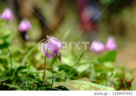 春の訪れを告げる可憐な花カタクリ 春の訪れを告げる可憐な花カタクリ 116047442