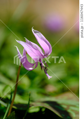 春の訪れを告げる可憐な花カタクリ 春の訪れを告げる可憐な花カタクリ 116047443