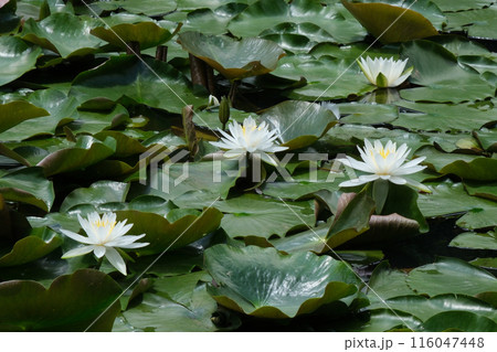 初夏の水辺を彩る睡蓮の花 116047448