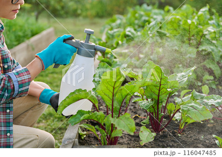 Hands with sprayer, spraying beet plants on wooden raised bed box Hands with sprayer, spraying beet plants on wooden raised bed box 116047485