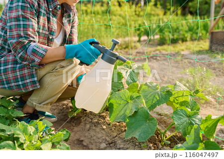 Hands with spray spraying cucumber plants, protection from fungal diseases, fertilizers 116047497