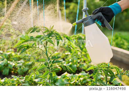 Hands with sprayer, spraying tomato plant bushes on wooden raised bed box Hands with sprayer, spraying tomato plant bushes on wooden raised bed box 116047498