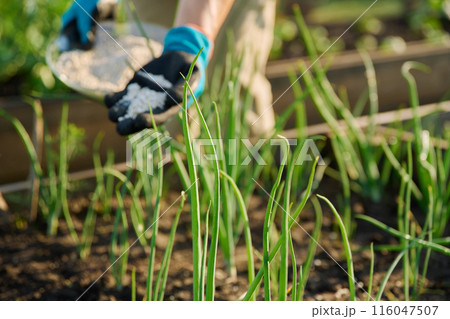 Close up of mineral fertilizers in hands, fertilizing onion plant Close up of mineral fertilizers in hands, fertilizing onion plant 116047507