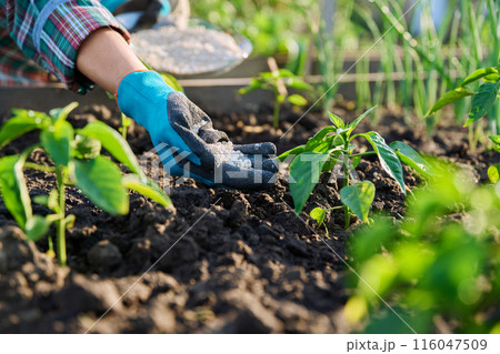 Close up of mineral fertilizers in hands, fertilizing sweet bell pepper plant Close up of mineral fertilizers in hands, fertilizing sweet bell pepper plant 116047509