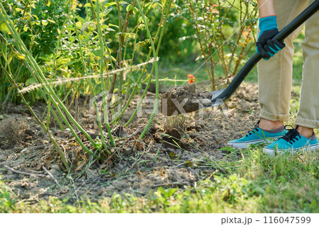 Gardener woman with shovel digging around rose bush 116047599
