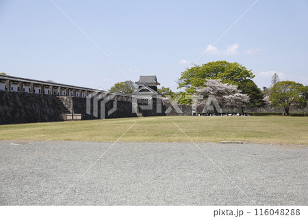 熊本城 桜咲く隅櫓と石垣の塀 116048288
