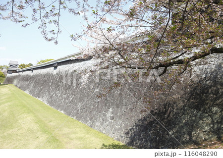 春の熊本城 桜と石垣の塀 116048290