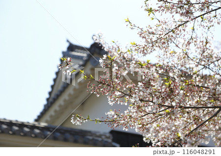 春の陽を浴びた桜と櫓のシルエット 春の陽を浴びた桜と櫓のシルエット 116048291