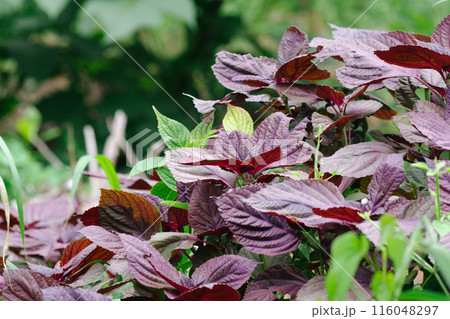 健康に良い赤しそ 健康に良い赤しそ 116048297