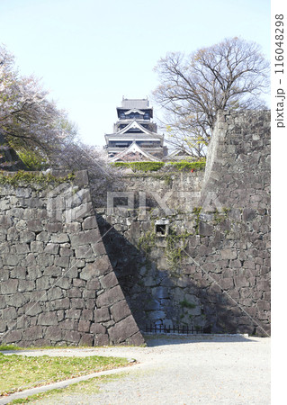穏やかな春の日 石垣の上の熊本城を見上げる 116048298