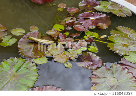 Beautiful waterlily in a water pot 116048357