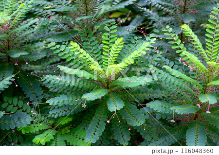 Phyllanthus pulcher herb plant with flower 116048360