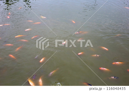 Red tilapia fish in the pond Red tilapia fish in the pond 116048435