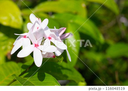 Kopsia fruticosa pink flower in the garden Kopsia fruticosa pink flower in the garden 116048519