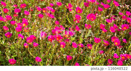 Portulaca pink flower (Moss rose plants) Portulaca pink flower (Moss rose plants) 116048522