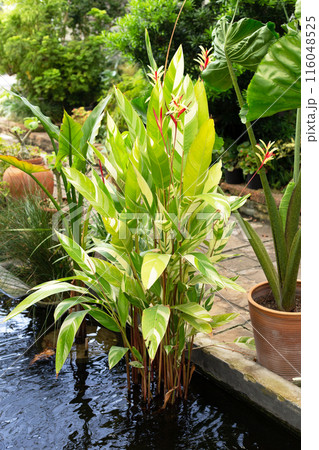 Heliconia psittacorum variegated in the garden Heliconia psittacorum variegated in the garden 116048525
