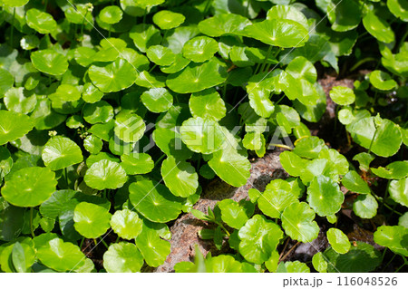 Centella asiatica (gotu kola). Fresh green leaves herb background. Centella asiatica (gotu kola). Fresh green leaves herb background. 116048526
