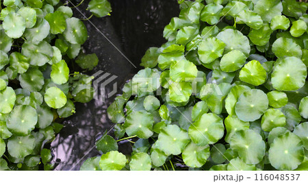 Gotu kola, Asiatic pennywort, Indian pennywort. Water plant in the pond Gotu kola, Asiatic pennywort, Indian pennywort. Water plant in the pond 116048537