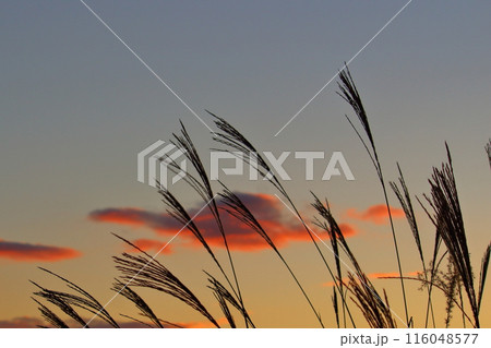 夕焼けに染まるススキ 夕焼けに染まるススキ 116048577
