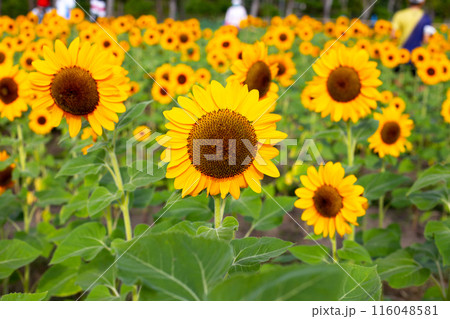 Sunflower field, Beautiful summer landscape. 116048581