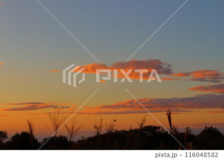 美しい夕焼け空とススキ 美しい夕焼け空とススキ 116048582