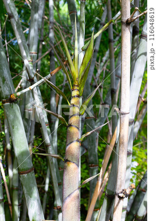 Fresh green bamboo tree in the garden Fresh green bamboo tree in the garden 116048619