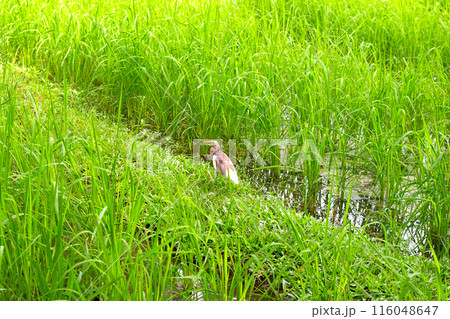 Chinese pond heron in rice field. Chinese pond heron in rice field. 116048647