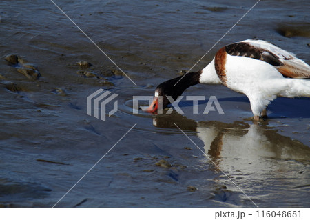 荒尾市 海岸 ツクシガモ、 荒尾市 海岸 ツクシガモ、 116048681